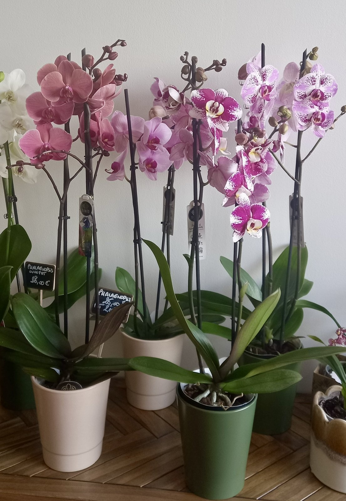 Orchidées colorées